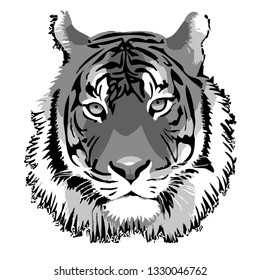 Tiger head hand drawn vector illustration