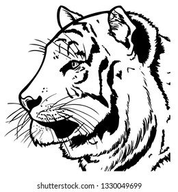 Tiger head hand drawn vector illustration