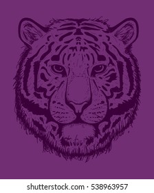 Tiger head illustration. Big cat, Wild animal head illustration. Hand drawn vector illustration