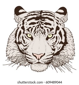 Tiger Head Illustration Vector