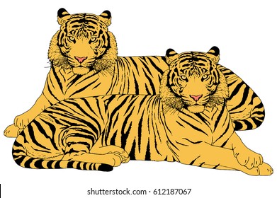 Tiger Head Illustration Vector