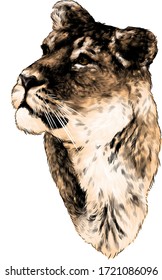 the tiger head looks in the direction of three quarters, sketch vector graphics color illustration on white background