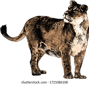 the tiger head looks in the direction of three quarters standing at full height, sketch vector graphics color illustration on white background