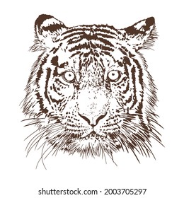 Tiger head on a white isolated background, contour graphics. Vector illustration.
