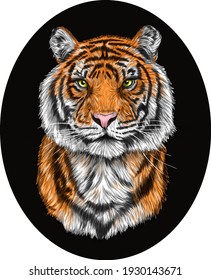 tiger head portrait drawing vector illustration