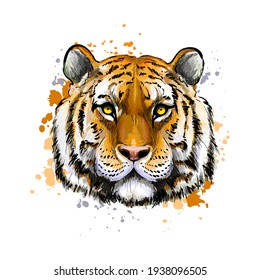Tiger head portrait from splash watercolor  colored drawing  realistic  Vector illustration paints