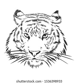 Tiger head sketch, contour vector illustration 