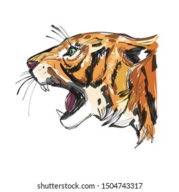 tiger head sketch illustration. - Vector