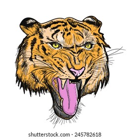 Tiger head sketch and piant color with vector EPS10 