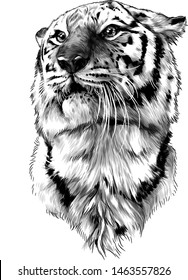 tiger head sketch vector graphics monochrome illustration on white background