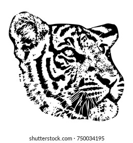 Tiger head Vector