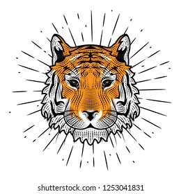 Tiger head. Vector illustration with a tiger head and divergent rays on white background. Used for poster, banner, web, t-shirt print, bag print, badges, flyer, logo design and more. 