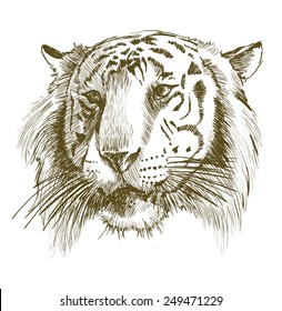 tiger head vector sketch on a white background
