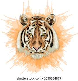 Tiger - High quality vector illustration