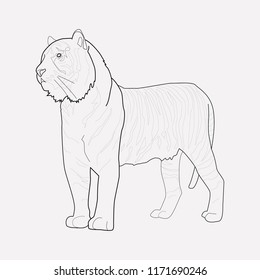 Tiger icon line element. Vector illustration of tiger icon line isolated on clean background for your web mobile app logo design.