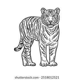 Ilustração Tiger Incolor - Tiger 02