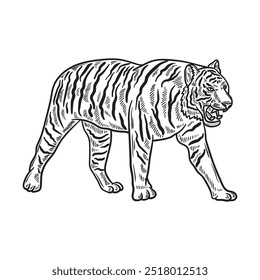 Tiger Illustration Colorless - Tiger 04