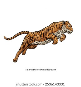 Tiger illustration. Tiger hand drawn illustration in vintage style