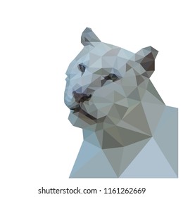 Tiger illustration. Vector image.