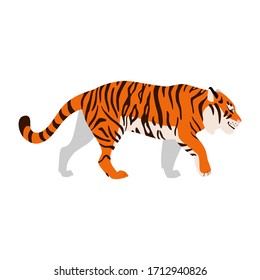 Tiger. Illustration of walking tiger drawn in a flat style. Isolated object on a white background. Vector 8 EPS.