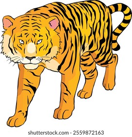 Tiger isolated on white background