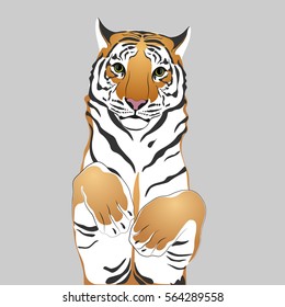 Tiger in jump.