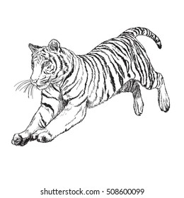 Tiger jump hand draw monochrome on white background vector illustration.