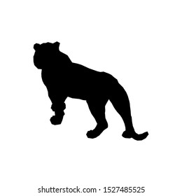 Tiger leaping from the disintegrated pieces
