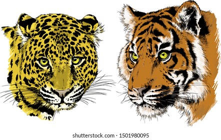 tiger and leopard snarling muzzles drawn in ink by hand, vector without background