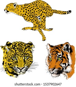 tiger and leopard snarling muzzles drawn in ink by hand, vector without background