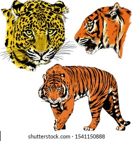 tiger and leopard snarling muzzles drawn in ink by hand, vector without background
