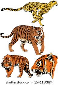 tiger and leopard snarling muzzles drawn in ink by hand, vector without background