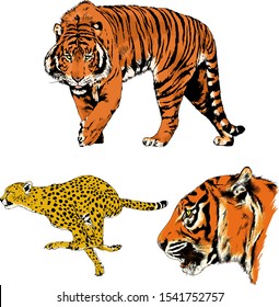 tiger and leopard snarling muzzles drawn in ink by hand, vector without background