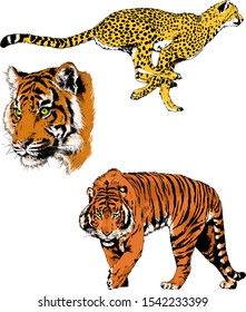 tiger and leopard snarling muzzles drawn in ink by hand, vector without background