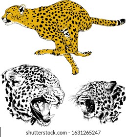 tiger and leopard snarling muzzles drawn in ink by hand, vector without background