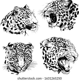 tiger and leopard snarling muzzles drawn in ink by hand, vector without background