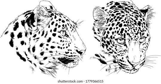 tiger and leopard snarling muzzles drawn in ink by hand, vector without background