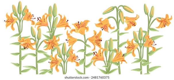 tiger lilies, vector drawing flowers at white background, hand drawn botanical illustration