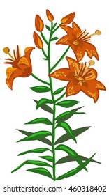 tiger lily