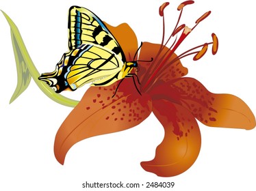 Tiger lily with butterfly - vector