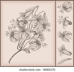 Tiger lily drawing