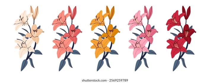 Tiger lily flower blooms. Lily flower botanical illustration of various colors for bridal bouquet, Mother’s Day , Valentine’s Day blooming flowers. Wallpaper, flyer, poster, sticker, banner, card, AD