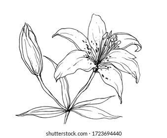 Tiger lily flower blossom. Isolated vector botanical illustration: retro, vintage, hand drawn, black and white, outline. For wedding invitation, card, print, tattoo. Japanese style.