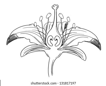 Tiger Lily Flower Outline Stock Vector (Royalty Free) 131817197 ...