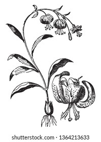 It is a Tiger Lily flower stem from a scaly bulb, bears large, fiery orange flowers covered by spots, vintage line drawing or engraving illustration.