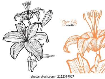 Flor dibujada a mano en línea vectorial de lirio tigre