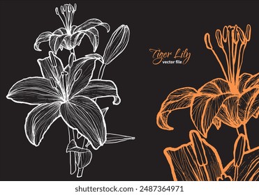 Tiger lily flower, vector format, hand drawn outline. Easy to edit, ready to use. A mix between an orange and a white flower on a dark background. 