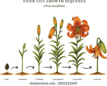 Tiger Lily Growth Sequence illustration
