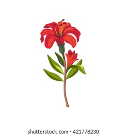 Tiger Lily Hand Drawn Realistic Flat Vector Illustration In Artistic Painting Style On White Background