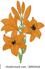 tiger lily Illustration Vector